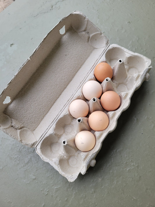 English Chocolate Orpington Hatching Eggs- 6