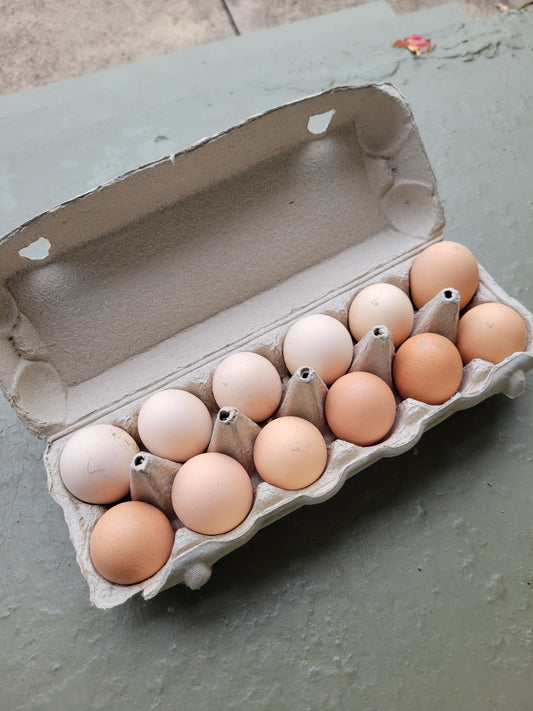 English Chocolate Orpington Hatching Eggs- 12