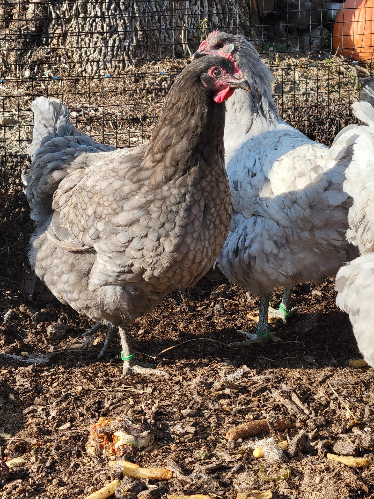 Jersey Giant Hatching Eggs- 12