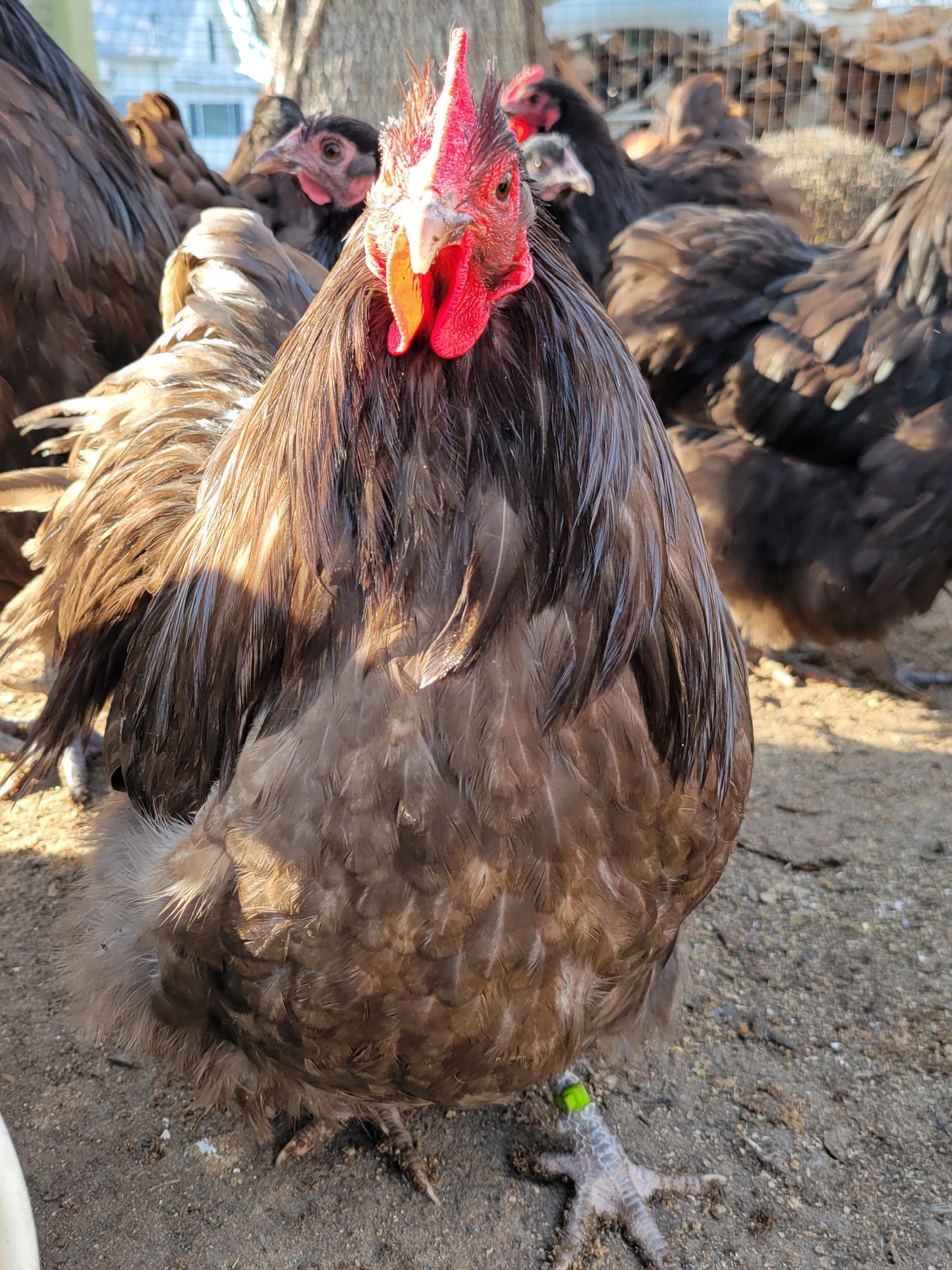 English Chocolate Orpington Hatching Eggs- 12