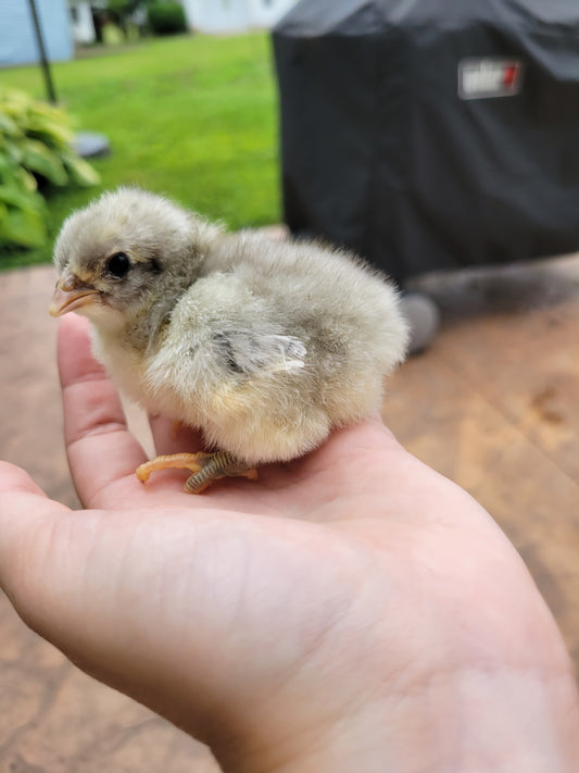 Jersey Giant Chick